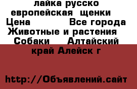 лайка русско-европейская (щенки) › Цена ­ 5 000 - Все города Животные и растения » Собаки   . Алтайский край,Алейск г.